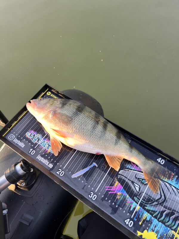 Custom-Scale Jaybaits für Bellyboot Tische – Bild 2